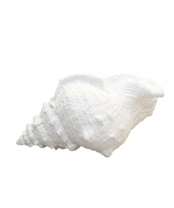 DECORATIVE WHITE SHELL 25X17X13CM